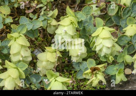 Rundblättriger Oregano, Origanum rotundifolium, in Blüte; Kaukasus. Stockfoto