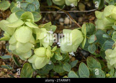 Rundblättriger Oregano, Origanum rotundifolium, in Blüte; Kaukasus. Stockfoto