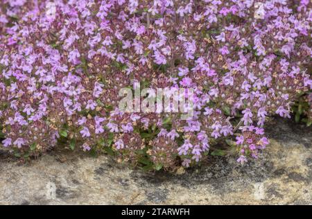 Breckland Thymian, Thymus serpyllum, in Blüte. Stockfoto