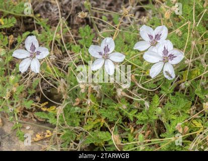 Schwarzäugige Storchrechnung, Erodium petraeum ssp. Glandulosum in der Blüte, Pyrenäen. Stockfoto