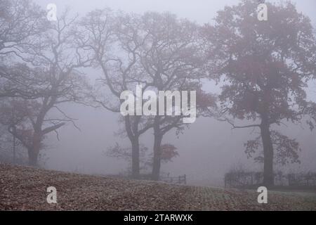 Am frühen Morgen hüllt Nebel die Landschaft in eine kalte Winterdecke, während einige der Bäume noch an ihren Herbstblättern festhalten, Worcestershire, England. Stockfoto