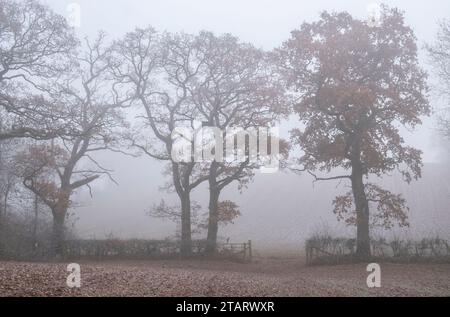 Am frühen Morgen hüllt Nebel die Landschaft in eine kalte Winterdecke, während einige der Bäume noch an ihren Herbstblättern festhalten, Worcestershire, England. Stockfoto