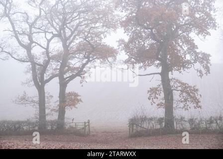 Am frühen Morgen hüllt Nebel die Landschaft in eine kalte Winterdecke, während einige der Bäume noch an ihren Herbstblättern festhalten, Worcestershire, England. Stockfoto