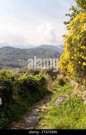 Ein alter Maultierweg ('creuza') mit blühenden Pflanzen und der Hochstraße im Hintergrund, Perti, Finale Ligure, Savona, Ligurien, Italien Stockfoto