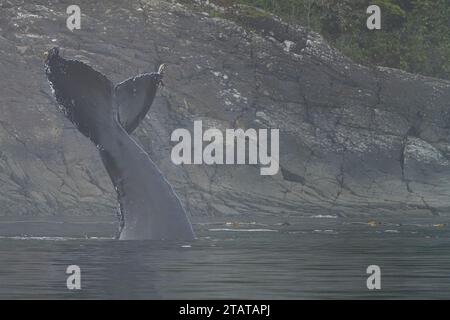 Buckelwale zeigen ihre fluke, während sie an einem nebeligen Tag im späten Herbst vor der nördlichen Vancouver Island, Namgis, First Nations Ter, mit Seelöwen spielen Stockfoto