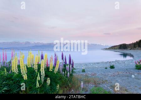 Neuseeländische Lupinen rund um Mount Cook und Lake tekapo Stockfoto