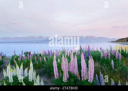 Neuseeländische Lupinen rund um Mount Cook und Lake tekapo Stockfoto