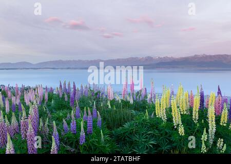 Neuseeländische Lupinen rund um Mount Cook und Lake tekapo Stockfoto