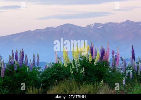 Neuseeländische Lupinen rund um Mount Cook und Lake tekapo Stockfoto