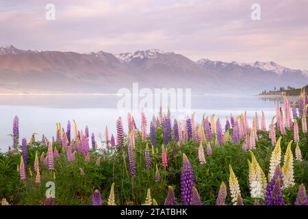 Neuseeländische Lupinen rund um Mount Cook und Lake tekapo Stockfoto