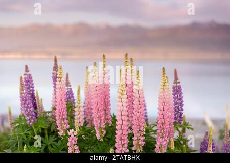 Neuseeländische Lupinen rund um Mount Cook und Lake tekapo Stockfoto