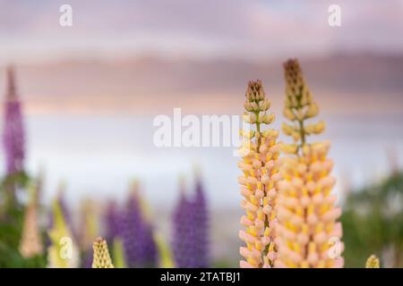 Neuseeländische Lupinen rund um Mount Cook und Lake tekapo Stockfoto