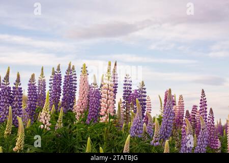 Neuseeländische Lupinen rund um Mount Cook und Lake tekapo Stockfoto