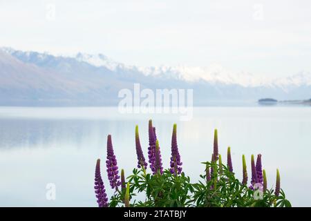 Neuseeländische Lupinen rund um Mount Cook und Lake tekapo Stockfoto