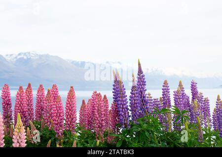 Neuseeländische Lupinen rund um Mount Cook und Lake tekapo Stockfoto