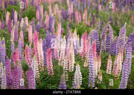 Neuseeländische Lupinen rund um Mount Cook und Lake tekapo Stockfoto