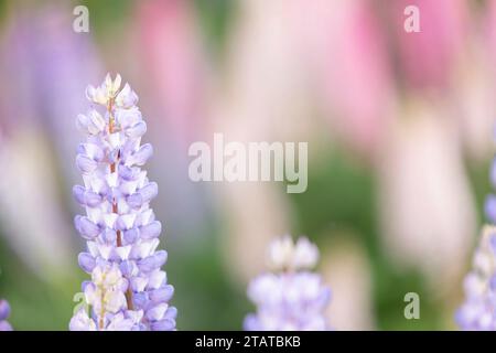 Neuseeländische Lupinen rund um Mount Cook und Lake tekapo Stockfoto