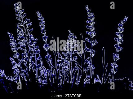 NZ-Flachs (Phormium tenax) mit neuen und alten Blüten, die in blauem Neon umrissen sind Stockfoto