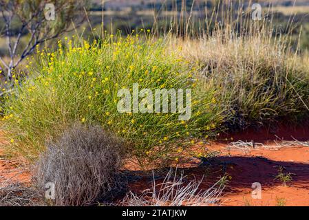 Yellow Everlasting Daisy (Helichrysum bracteatum) wächst in Zentralaustralien bei Kata Tjuta im Northern Territory, Australien Stockfoto