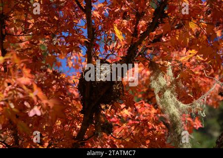 Fallende Blätter eines Ahornbaums. Stockfoto