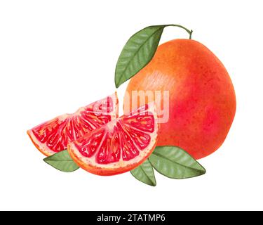 Grapefruitzusammensetzung. Ganz und Scheiben mit Blättern aus natürlichen Produkten. Aquarell- und Markierungsabbildung. Ökologische Früchte. Gesunde Lebensmittel für Lebensmittel Verpackung Stockfoto