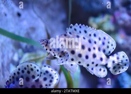 Der Buckelbarsch (Cromileptes altivelis), Pantherbarsch oder Barramundi Kabeljau im Aquarium in Thailand Stockfoto
