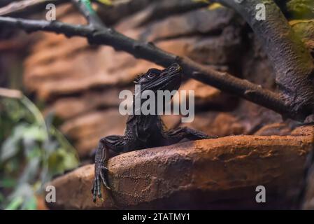 Hydrosaurus, allgemein bekannt als Segelflossendrache oder Segelflossenechse in Thailand Stockfoto