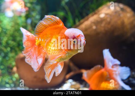 Orangen-Oranda-Goldfische im Aquarium Stockfoto