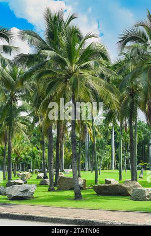 Viele Palmen im Lumphini Park in Thailand Stockfoto