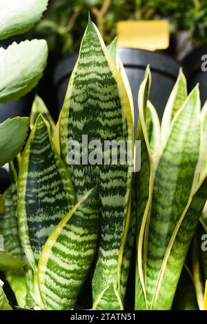 Sansevieria trifasciata Futura Superba oder Dracaena trifasciata Stockfoto