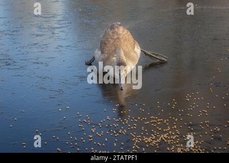 Ein junger Schwan wird auf dem Eis gefangen, als er versuchte, etwas zu essen. Er läuft auf dem rutschigen Eis. Das cygnet ist schwer zu bewegen. Stockfoto