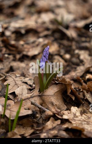 Blauer Schneeglötlat. Scilla Nahaufnahme im Wald. Die ersten Frühlingsblumen erwachen. Helles Sonnenlicht. Makrofotografie von Wildpflanzen. Das Konzept von e Stockfoto