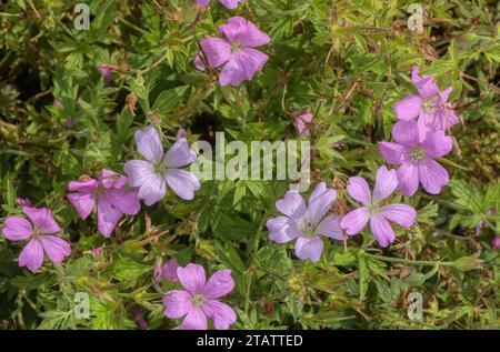 Französischer Kranschnabel, Geranium endressii in Blume. Frankreich. Stockfoto