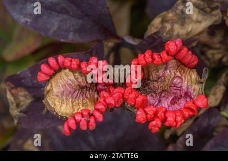 Früchte der goldenen Pfingstrose, Paeonia daurica subsp. Mlokosewitschii. Kaukasus. Stockfoto