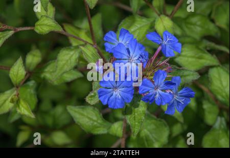 Chinesisches plumbago, Ceratostigma willmottianum in Blume. Aus China, weithin kultiviert. Stockfoto