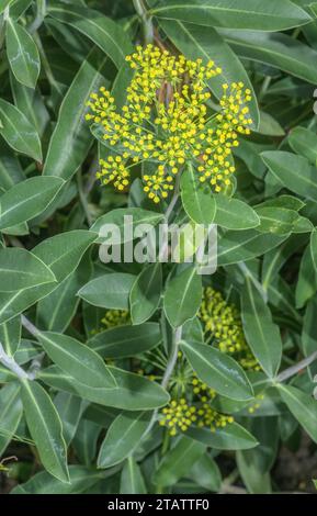 Strauchhase-Ohr, Bupleurum fruticosum in Blume. Mittelmeerraum Europa. Stockfoto