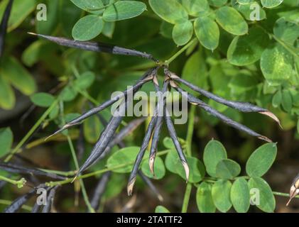 Schwarze Erbse, Lathyrus niger, reife Schoten. Stockfoto