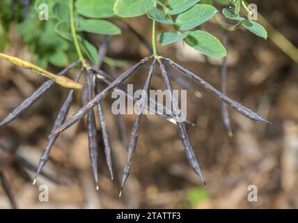 Schwarze Erbse, Lathyrus niger, reife Schoten. Stockfoto