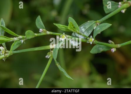 Knotengras, Polygonum aviculare in der Blüte. Stockfoto