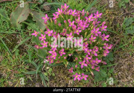 Das Centaurium pulchellum in voller Blüte auf den Dünen von Braunton Burrows. Stockfoto