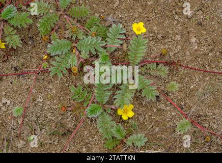 Silverweed, Potentilla anserina, in Blume mit Läufern, auf Sand. Stockfoto