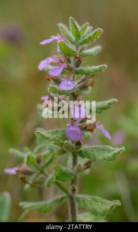 WasserGermander, Teucrium scordium, in Blüte in der feuchten Dünenhöhle, Braunton Burrows, North Devon. Selten und rückläufig in Großbritannien. Stockfoto