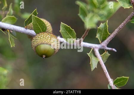 Nahaufnahme einer Eichel aus Korkeiche mit ein paar Blättern auf dem Baum Stockfoto