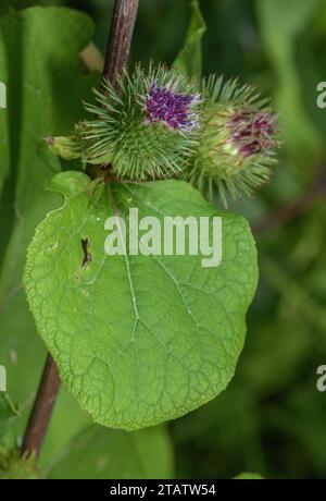 Große Klette, Arctium lappa, in Blume, Somerset Levels. Stockfoto