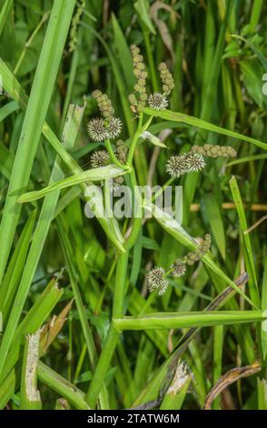 Verzweigtes Bohrerrohr, Sparganium erectum, in Blüte in einem Graben auf der Somerset-Ebene Stockfoto