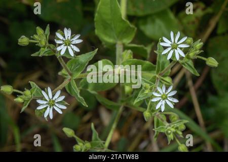 Wasserkichergras, Stellaria aquatica, in Blüte auf feuchtem Torf, Somerset Levels. Stockfoto