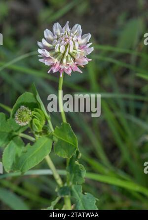 Alsike Klee, Trifolium hybridum in Blume. Weit verbreitete Futterpflanzen. Stockfoto