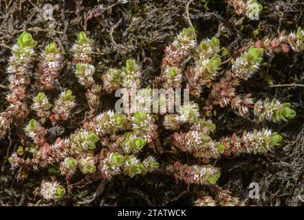 Korallenkette, Illecebrum verticillatum in Blume im winterfeuchten Boden im New Forest, Hants. Selten in Großbritannien. Stockfoto