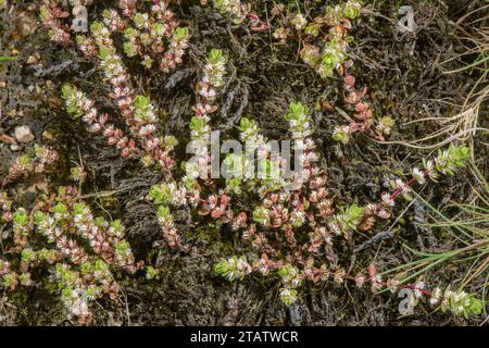 Korallenkette, Illecebrum verticillatum in Blume im winterfeuchten Boden im New Forest, Hants. Selten in Großbritannien. Stockfoto