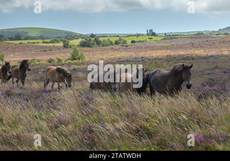 Eine Herde von Ponys weidet auf der Heidelandschaft von Hartland Moor, mit Corfe Castle dahinter. Purbeck Heaths NNNR, Dorset. Stockfoto